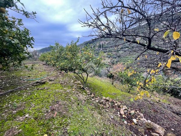 TER. AGRICOLO A BORDIGHERA