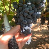 uva delle migliori qualità + servizio pigiatura