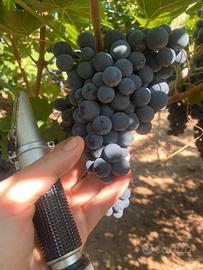 uva delle migliori qualità + servizio pigiatura