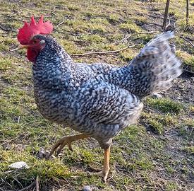 Gallo incrocio Legbar