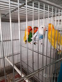 Fischer inseparabili non a mano