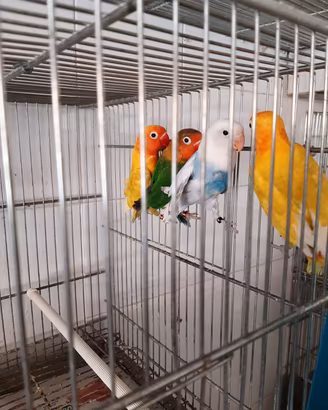 Fischer inseparabili non a mano
