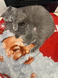 Cuccioli di gatto Scottish Fold