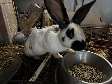 Conigli giga ti papillion e delle fiandre