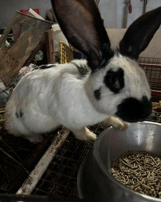 Conigli giga ti papillion e delle fiandre