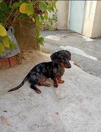 Bassotto merle