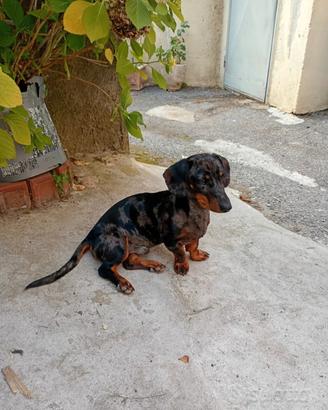 Bassotto merle