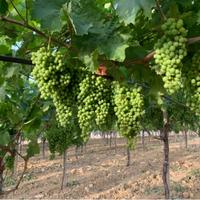 Terreno agricolo c.da Mandrascava con vigneto