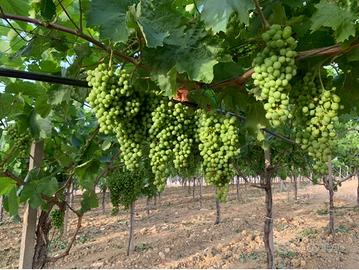 Terreno agricolo c.da Mandrascava con vigneto