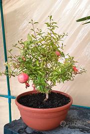 PreBonsai Melograno 