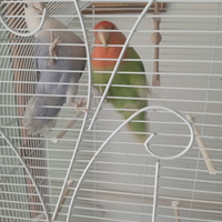 Vedo due inseparabili prezzo 80 l'uno, la gabbia l