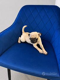 Carlino