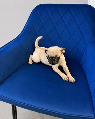 Carlino