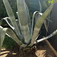 Pianta agave