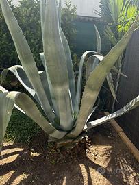 Pianta agave