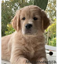 Golden Retriever Americani con Pedigree 