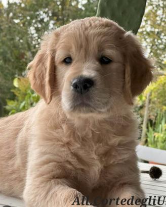 Golden Retriever Americani con Pedigree 