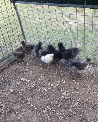 Galline moroseta