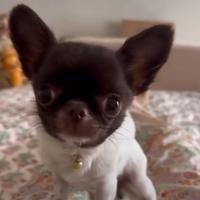 Chihuahua mini