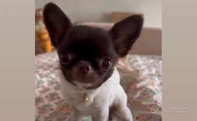 Chihuahua mini