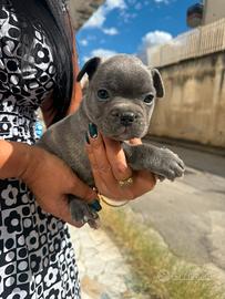 Bulldog francese