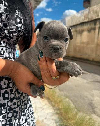 Bulldog francese