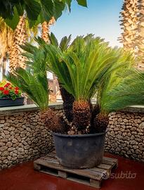 Cycas esemplare