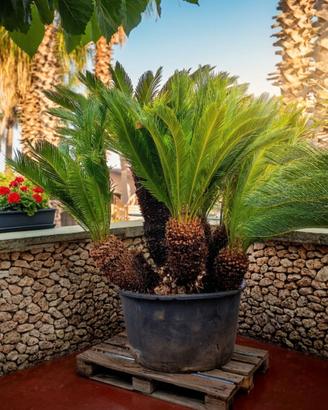 Cycas esemplare