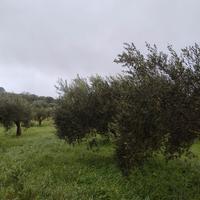 Permuto terreno di uliveto secolare in produzione