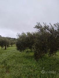 Permuto terreno di uliveto secolare in produzione