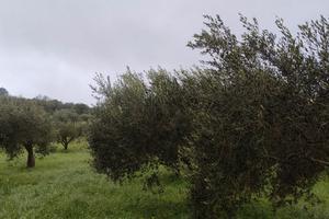 Permuto terreno di uliveto secolare in produzione