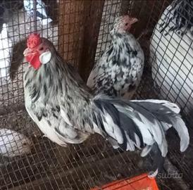 Galline bantam