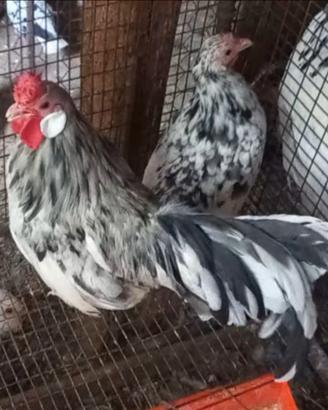 Galline bantam