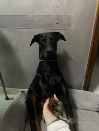 Dobermann Eros