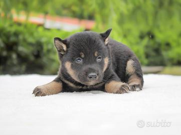 Cucciola di Shiba Inu color nerofocato