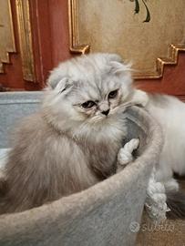Scottish Fold maschio