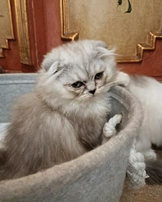 Scottish Fold maschio