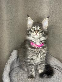 Maine coon cucciola