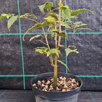 Pianta Pre Bonsai di Bagolaro V 25