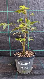 Pianta Pre Bonsai di Bagolaro V 25