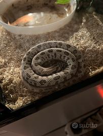 Heterodon Nasicus Serpente naso di porco