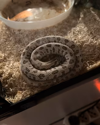 Heterodon Nasicus Serpente naso di porco