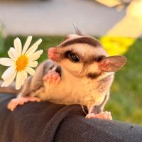 Petauro cucciolo allevato in casa