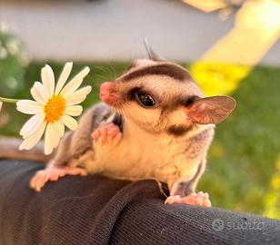 Petauro cucciolo allevato in casa