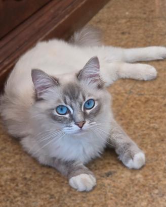 Ragdoll gatta da Riproduzione