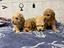 Immagine 3