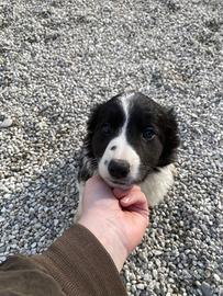 Cucciole border collie