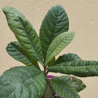 Piantina di nespolo (Eriobotrya japonica)