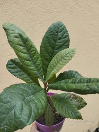 Piantina di nespolo (Eriobotrya japonica)