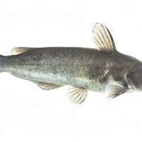 Pesci gatto punteggiati